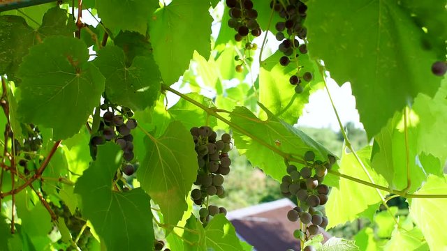 black grape vineyard grape growing
