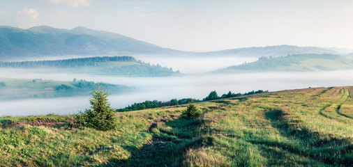 Foggy summer view of Carpathian mountains. Bright morning landscape of mountain valley in the first sunlight glowing fresh grass, Ukrane, Europe. Beauty of nature concept background.