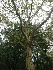 Fototapeta premium Natur. Hannover. Park.
