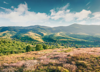 Naklejka premium Sunny evening view of Carpathian mountain. Picturesque summer scene of mountain hills gloving the last sunlight, rika village location, Ukraine, Europe. Instagram filter toned.