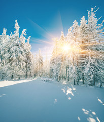 Fantastic winter sunrise in mountain forest with snow covered fir trees. Sunny outdoor scene, Happy New Year celebration concept. Artistic style post processed photo