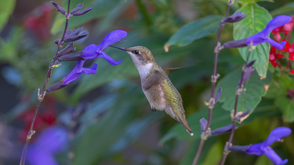 Obraz premium Evening in the Sage