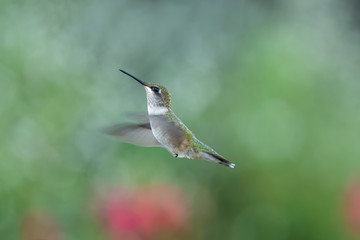 Fototapeta premium Garden Wonder