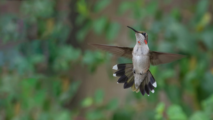 Juvenile Male Showing His Tail