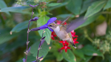 Sage and Pentas as a Background