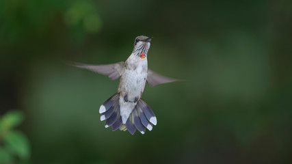 Showing Off His New Tail Feathers