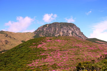 제주에 있는 한라산의  풍경이다.