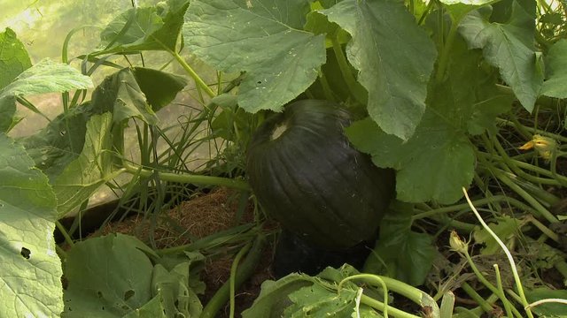 Steady, medium close up shot of a green winter squash laying on the garden floor.