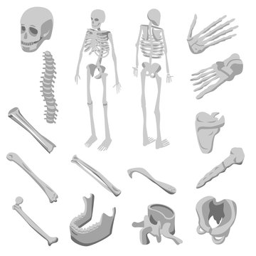 Skeleton icons set. Isometric set of skeleton vector icons for web design isolated on white background