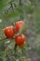 red tomatoes on the vine