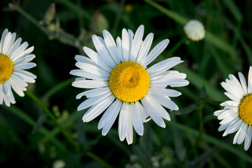 Fototapeta premium daisdaisy on dark green background