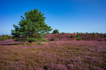 Lüneburger Heide  - Heidelandschaft