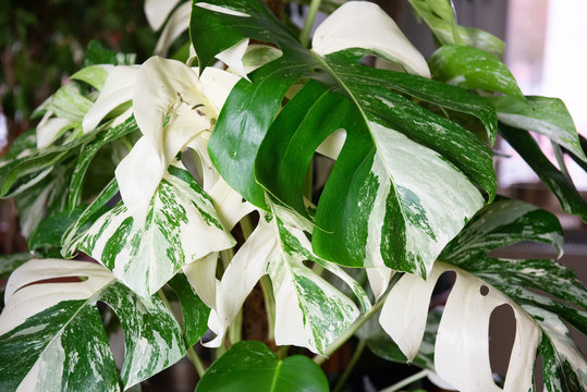 Zimmerpflanze - Monstera Variegata