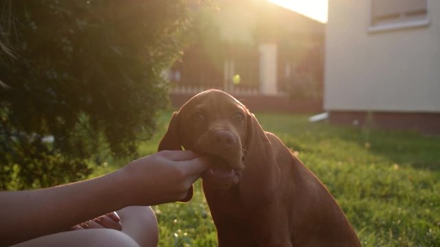 Close up shot of a person sitting in the grass on a sunny day training a Hungarian Pointer puppy to sit while the puppy keeps trying to eat the treat out of the owner&rsquo;s hand.