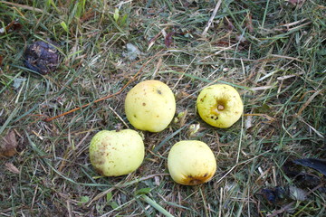 yellow apples lie on the mowed grass