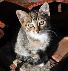 cute kitten, young cat looking forwards