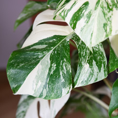 Zimmerpflanze - Monstera Variegata