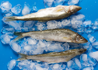 Fresh bluefish with ice cube on blue background. Fish pattern. View from above.