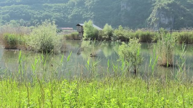 suoni colori del biotopo