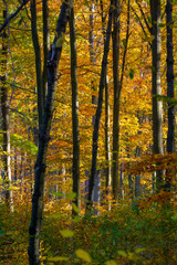 beech forest