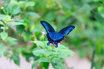 カラスアゲハ (Crow Swallowtail)
