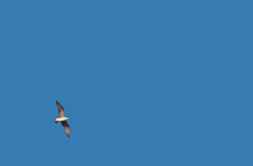 Free seagull flying with fully spread wings on a clean blue sky background with plenty of space for copy text 