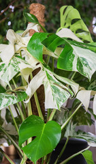 Zimmerpflanze - Monstera Variegata