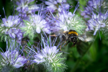 bumblebee in flight