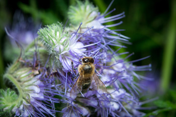 bee on flower