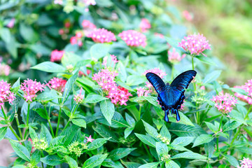 カラスアゲハ (Crow Swallowtail)