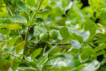 lime on tree