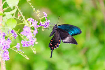 カラスアゲハ (Crow Swallowtail)