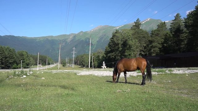 Beautiful, well-groomed horses in the stable and pasture