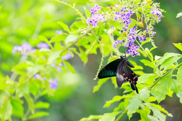 カラスアゲハ (Crow Swallowtail)