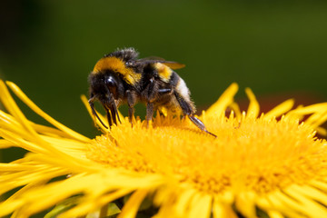 macro of a bumblebee on a yellow flower