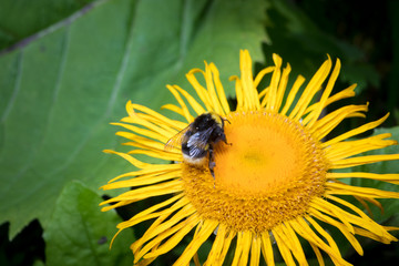 bumblebee on a yellow flower close-up