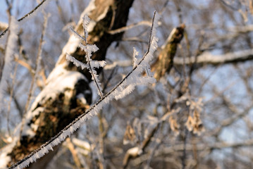 Branches of trees covered with hoarfrost in the winter forest close up