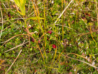 wild cranberry hidden in moss and leaves growing on swampy terrain