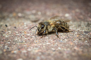 bee on the road