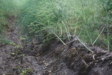 Obraz premium Spargel im April