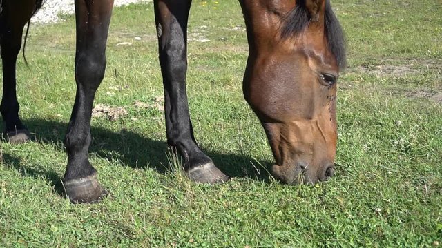 Beautiful, well-groomed horses in the stable and pasture 2