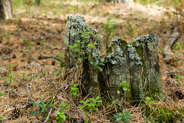 A stump in the summer coniferous forest overgrown with moss.