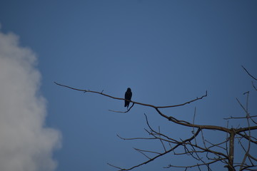 birds on branch