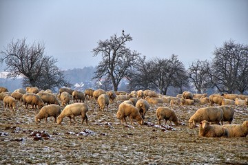 Schafe im Winter