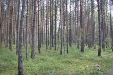 Naklejka premium relaxing in a pine forest on a summer day