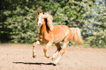 Haflinger