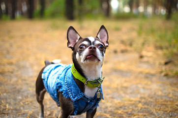Chihuahua dog in a denim shirt in a forest on a footpath