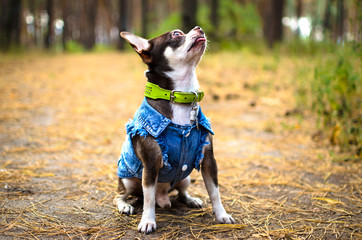 Fashionable chihuahua dog in clothes executes commands