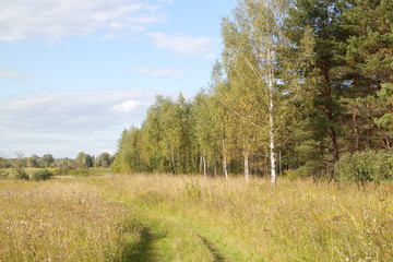 Dirt road near the forest on a summer evening