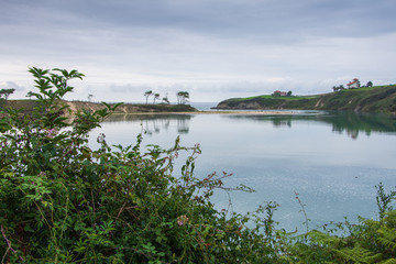 Natural park of Oyambre, Cantabria, Spain, August 31, 2019. Close-up of ferns in a cloudy landscape of the estuary with reflections of pine trees